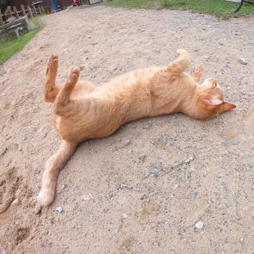 マリンズステーブルに投稿された画像（2020/9/19）