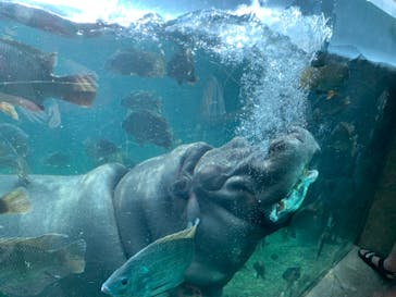 天王寺動物園に投稿された画像（2020/9/20）