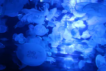 すみだ水族館に投稿された画像（2020/9/20）