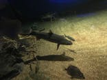 アクアワールド茨城県大洗水族館に投稿された画像（2020/9/20）