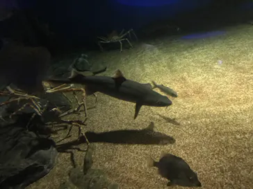 アクアワールド茨城県大洗水族館に投稿された画像（2020/9/20）