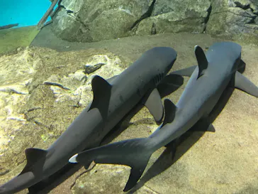 アクアワールド茨城県大洗水族館に投稿された画像（2020/9/20）