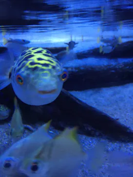 アクアワールド茨城県大洗水族館に投稿された画像（2020/9/20）