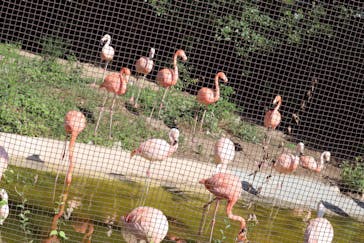 天王寺動物園に投稿された画像（2020/9/20）