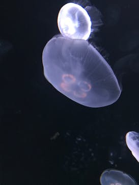 サンシャイン水族館に投稿された画像（2020/9/20）