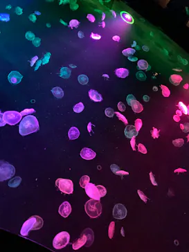 すみだ水族館に投稿された画像（2020/9/20）