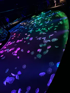 すみだ水族館に投稿された画像（2020/9/20）