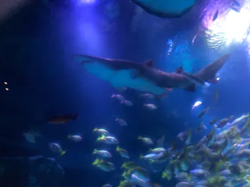 すみだ水族館に投稿された画像（2020/9/20）