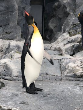 旭川市旭山動物園に投稿された画像（2020/9/20）