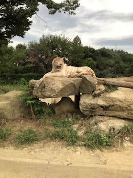 群馬サファリパークに投稿された画像（2020/9/20）