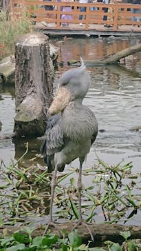 神戸どうぶつ王国に投稿された画像（2020/9/20）