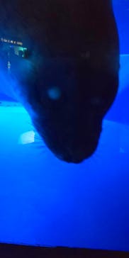 サンシャイン水族館に投稿された画像（2020/9/20）