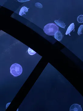 すみだ水族館に投稿された画像（2020/9/20）