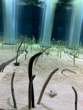 すみだ水族館に投稿された画像（2020/9/20）