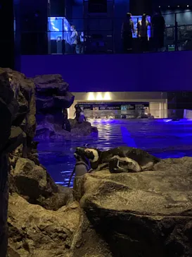 すみだ水族館に投稿された画像（2020/9/20）