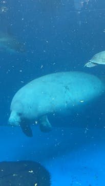 鳥羽水族館に投稿された画像（2020/9/20）
