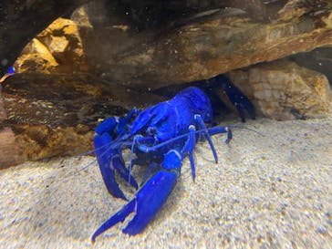 鳥羽水族館に投稿された画像（2020/9/20）