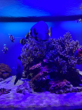 鳥羽水族館に投稿された画像（2020/9/20）