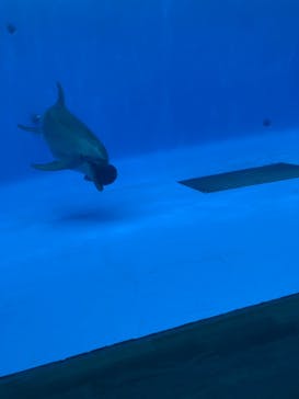 九十九島水族館海きららに投稿された画像（2020/9/20）