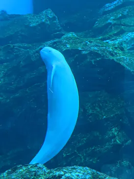 仙台うみの杜水族館に投稿された画像（2020/9/20）