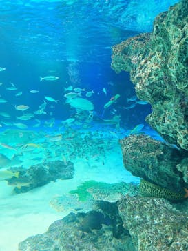 サンシャイン水族館に投稿された画像（2020/9/20）