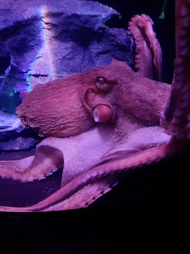 サンシャイン水族館に投稿された画像（2020/9/20）