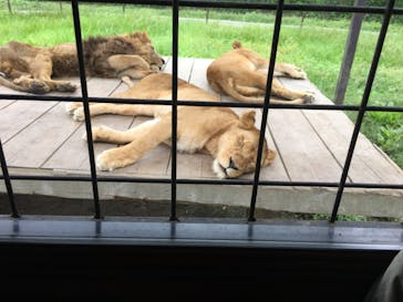 那須サファリパークに投稿された画像（2020/9/20）