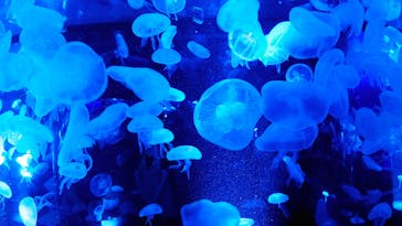 京都水族館に投稿された画像（2020/9/20）