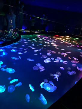 すみだ水族館に投稿された画像（2020/9/20）