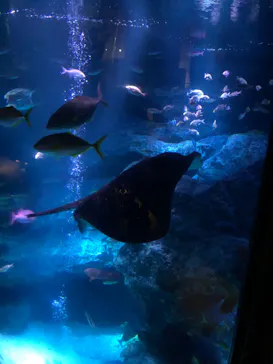 すみだ水族館に投稿された画像（2020/9/20）