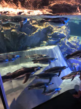 すみだ水族館に投稿された画像（2020/9/20）