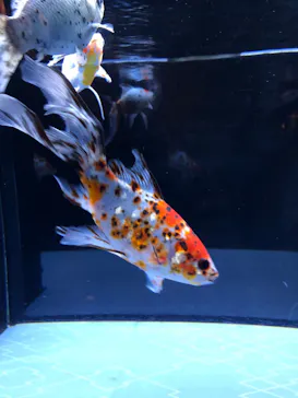 すみだ水族館に投稿された画像（2020/9/20）