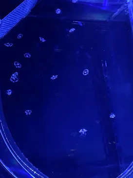 すみだ水族館に投稿された画像（2020/9/20）