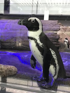 京都水族館に投稿された画像（2020/9/20）