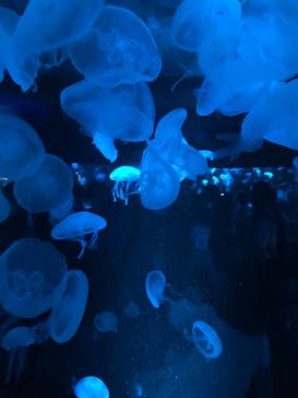 京都水族館に投稿された画像（2020/9/20）