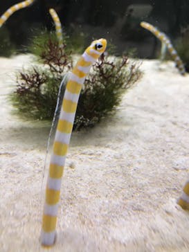 京都水族館に投稿された画像（2020/9/20）