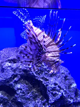 アクアワールド茨城県大洗水族館に投稿された画像（2020/9/20）