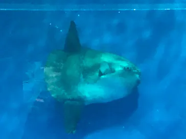 アクアワールド茨城県大洗水族館に投稿された画像（2020/9/20）