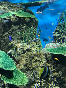 アクアワールド茨城県大洗水族館に投稿された画像（2020/9/20）