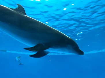 アクアワールド茨城県大洗水族館に投稿された画像（2020/9/20）