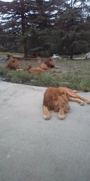 群馬サファリパークに投稿された画像（2020/9/20）