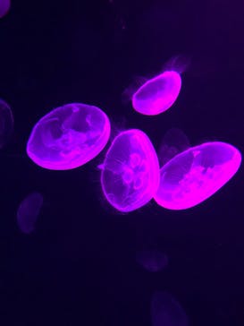 サンシャイン水族館に投稿された画像（2020/9/20）