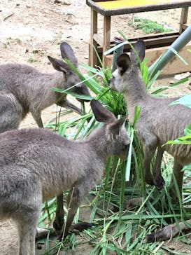沖縄こどもの国に投稿された画像（2020/9/20）