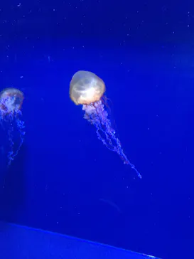 すみだ水族館に投稿された画像（2020/9/20）