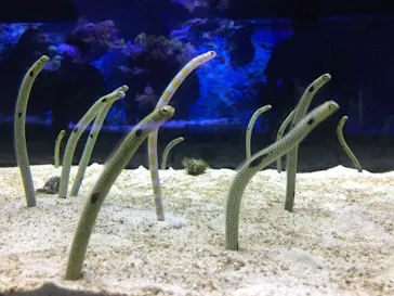 すみだ水族館に投稿された画像（2020/9/20）