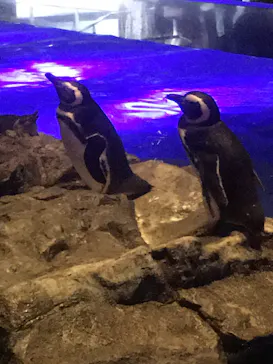 すみだ水族館に投稿された画像（2020/9/20）
