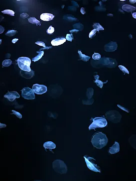 すみだ水族館に投稿された画像（2020/9/20）