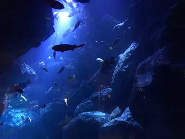 すみだ水族館に投稿された画像（2020/9/20）