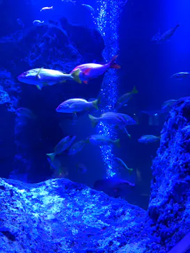 すみだ水族館に投稿された画像（2020/9/20）