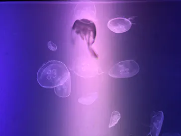 すみだ水族館に投稿された画像（2020/9/20）